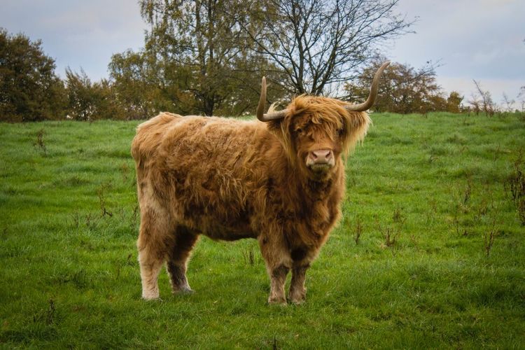 Portrait of highland cow in meadow