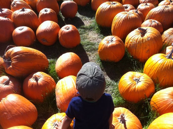High angle view of boy standing by pumpkins in farm