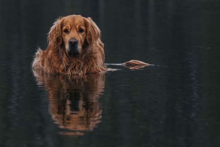 Dog in shallow water