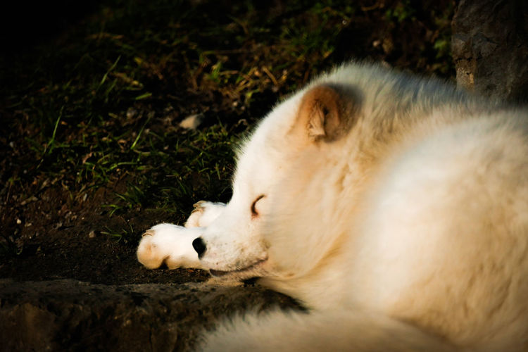 White sleeping fox