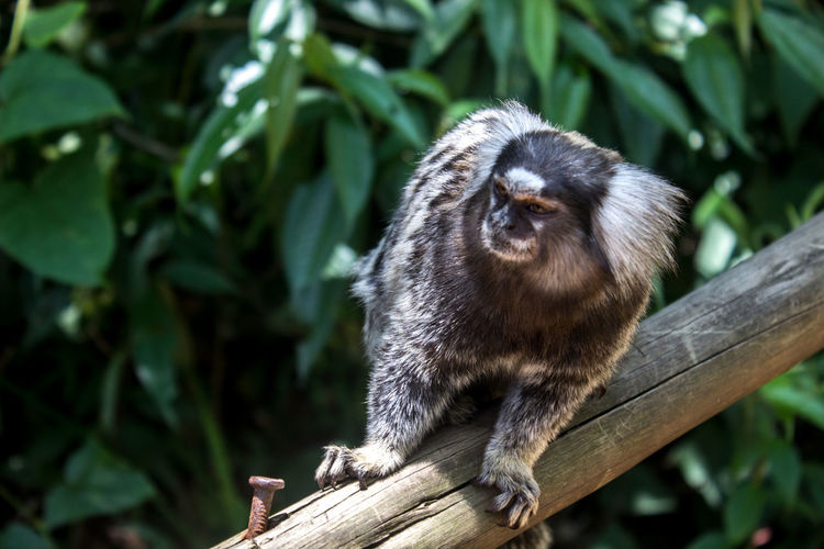 Close-up of lemur on wood against trees