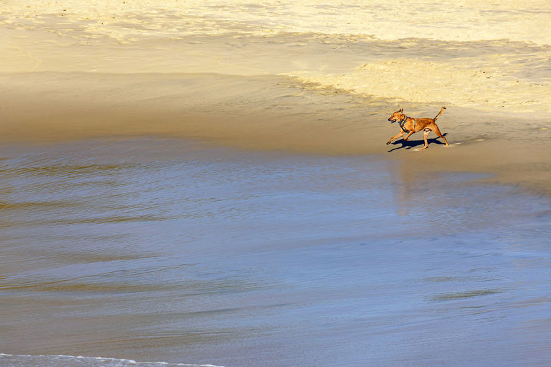 Dog running over sand on beach