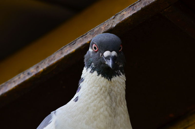 Close-up portrait of a pigeon 