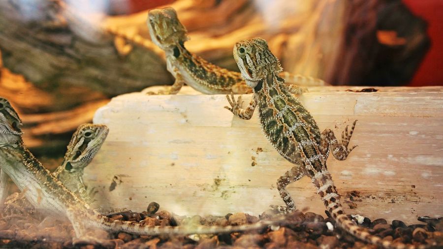 Close-up of lizards on wood