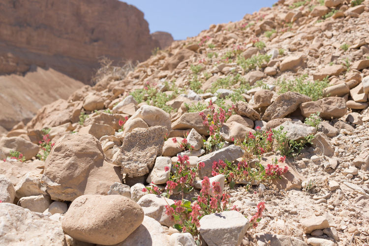 View of flowers on rocks and rocky mountains