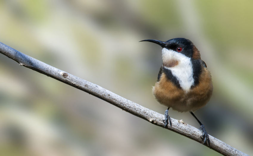 Close-up of bird perching on stick