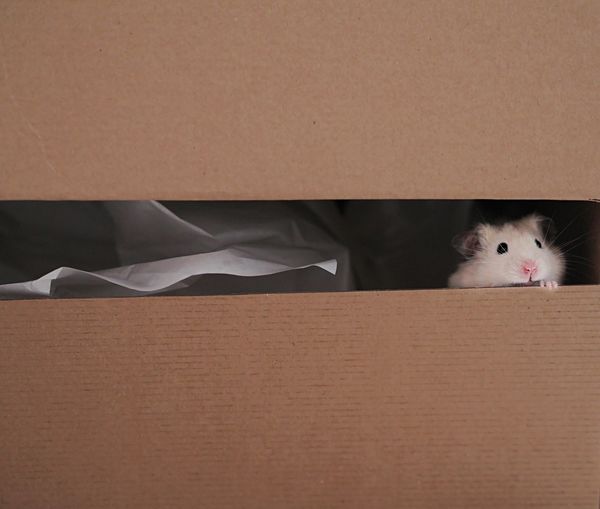 Cute sympathetic hamster looking out of carton box