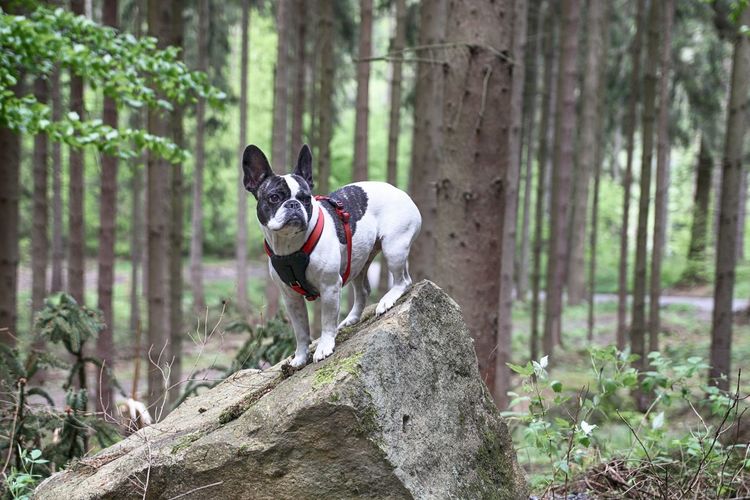 Dog standing on rock in forest