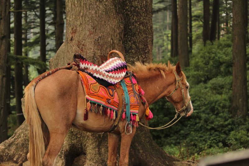 Mannequin on tree stump in forest
