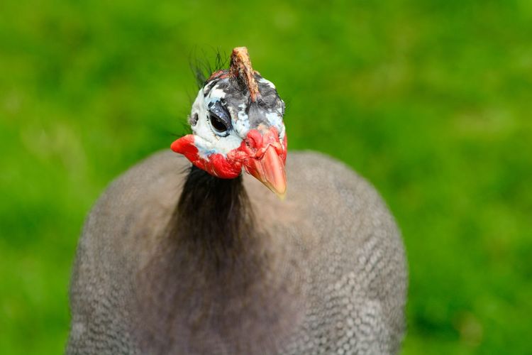 Close-up of guinea fowl on field