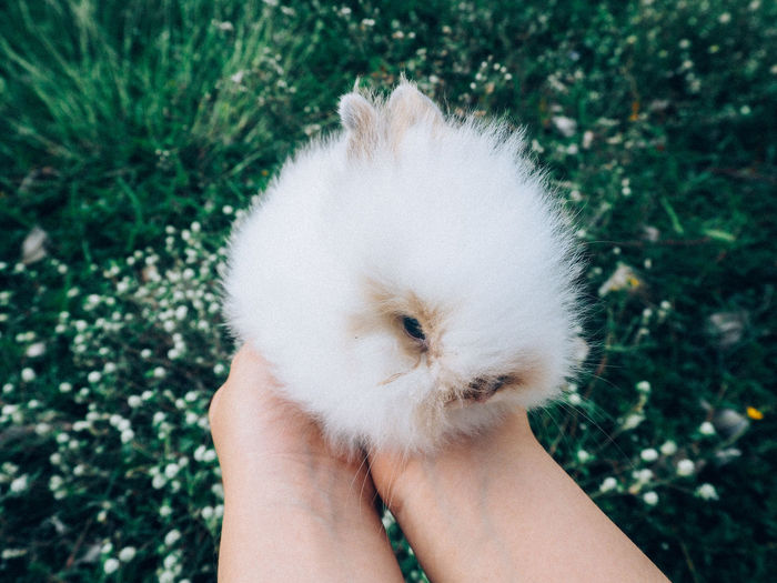 Close-up of person hand holding rabbit