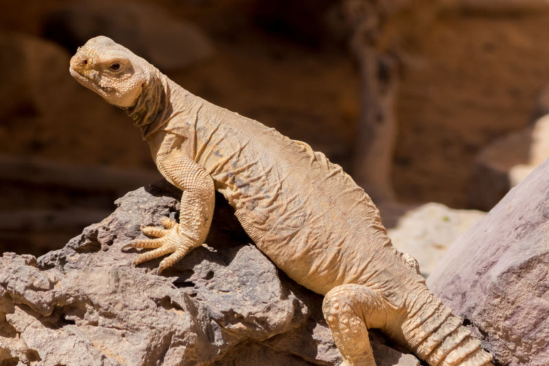 Close-up of lizard on rock