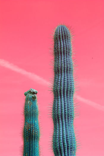 Close-up of cactus against red background