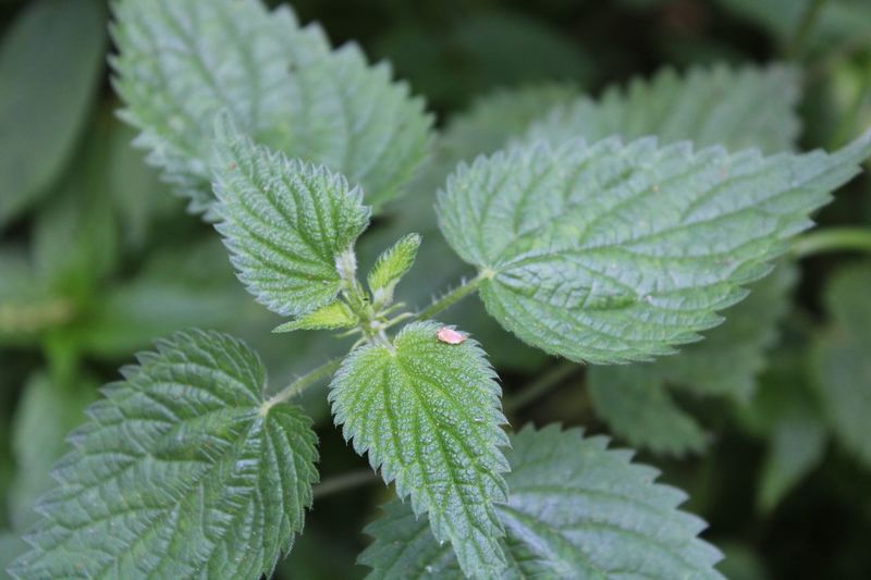 Close-up of nettle 