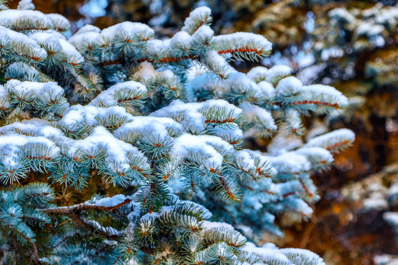 Close-up of snow covered pine tree