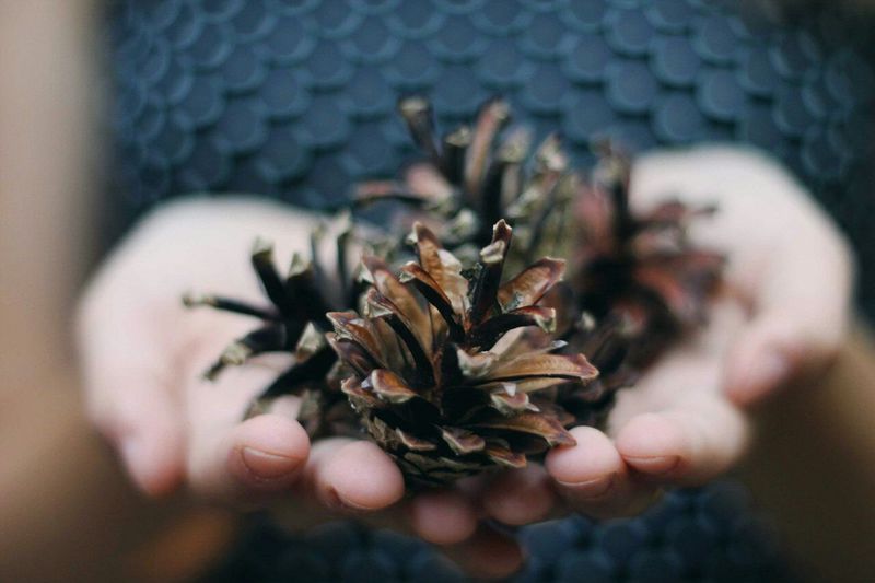 Close up of person holding pine cones