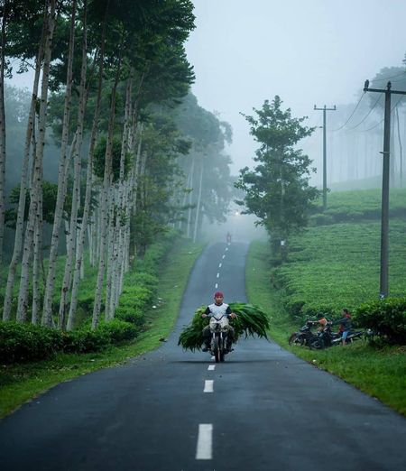 Man riding motorcycle on road amidst trees