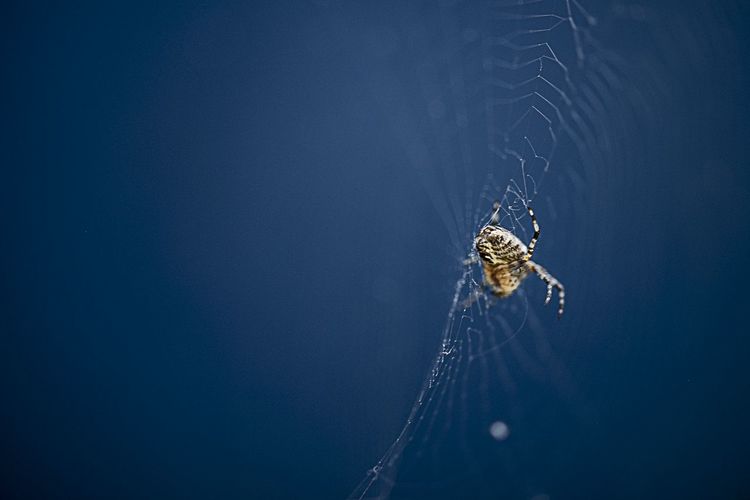 Close-up of spider on web