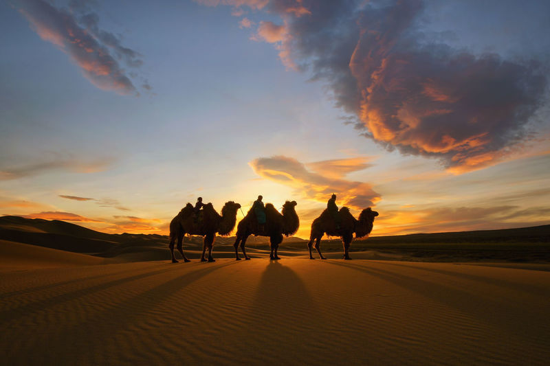 Bactrian camel in the gobi desert of mongolia.camels in the mongolian gobi desert