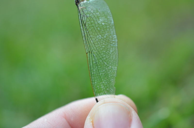 Close-up of insect on hand