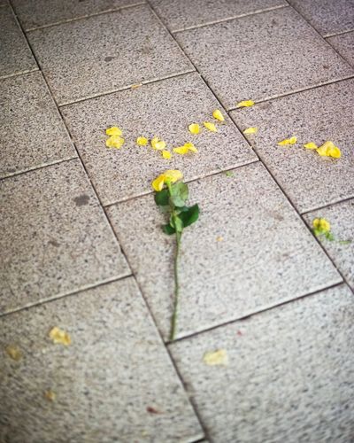High angle view of yellow flowers on street