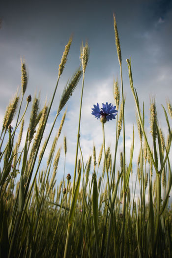 Close-up of blue cornflower on field against sky
