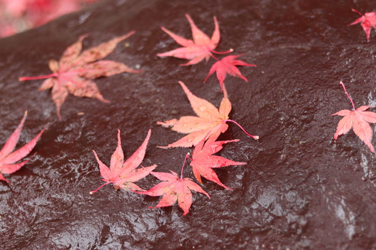 High angle view of maple leaves