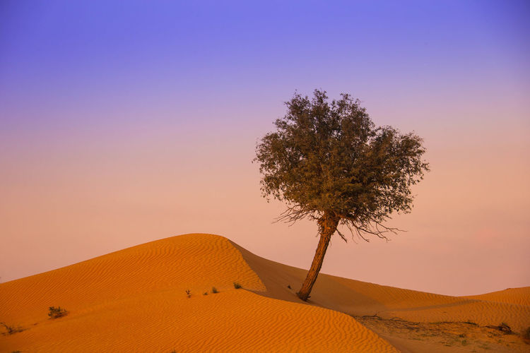 Tree on sand dune against clear sky