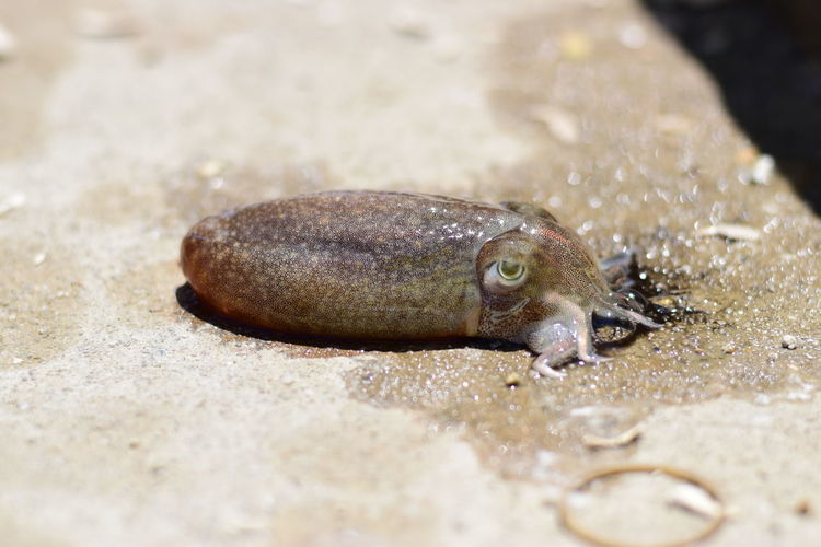Close-up of squid on concrete