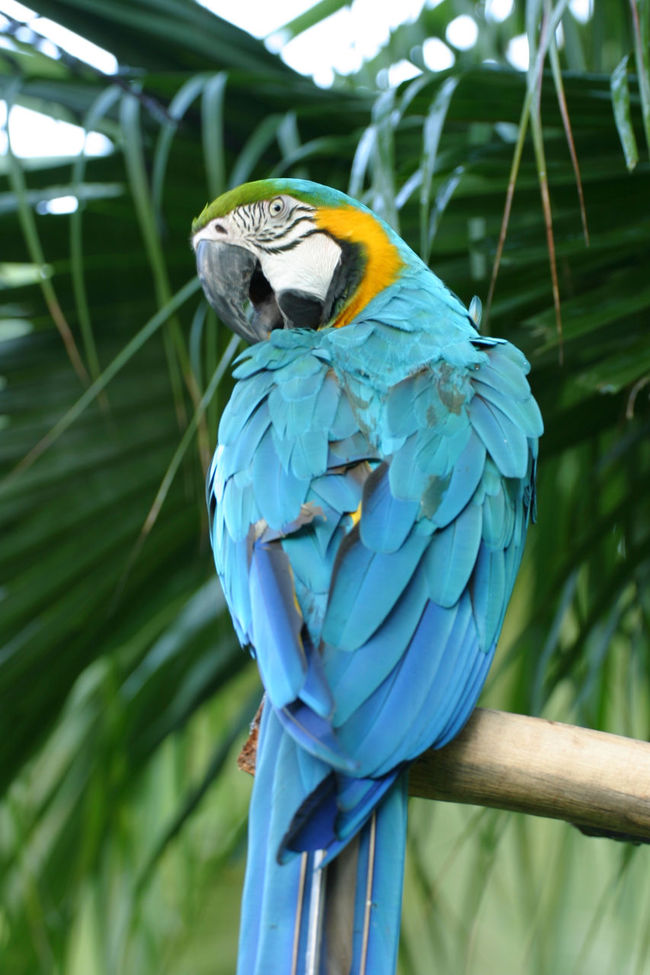 blue parrot 650