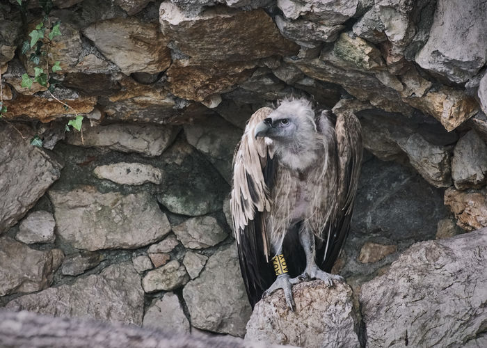 Vulture perching on rock
