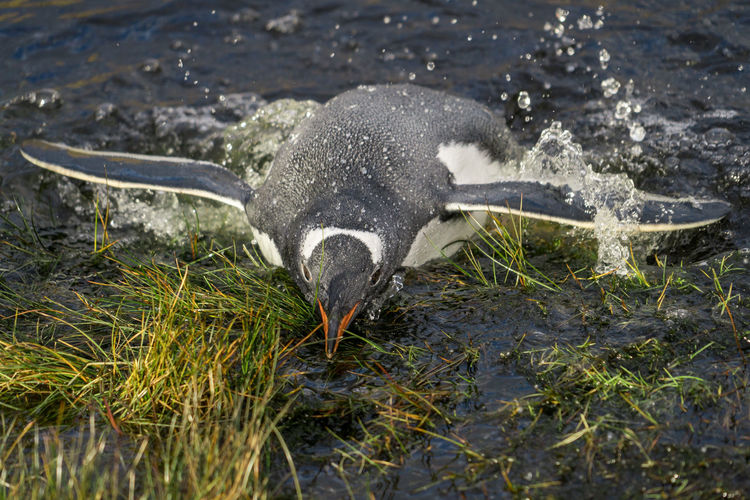 Penguin in a pond