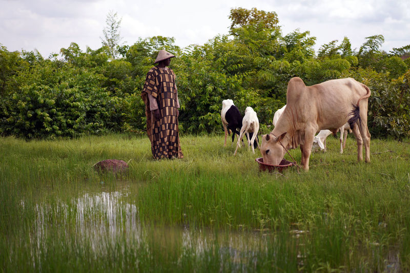 Man looking at cow standing on grassy land