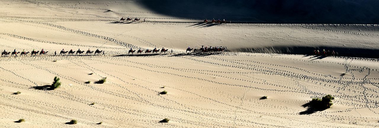 High angle view of camels walking at desert