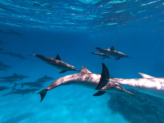 Dolphin school in the red sea 