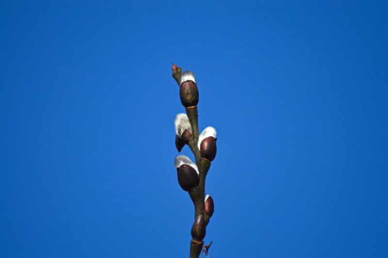 Low angle view of flower buds against clear blue sky