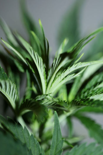 Marihuana plant close up modern background growing medical cannabis indica super lemon haze prints
