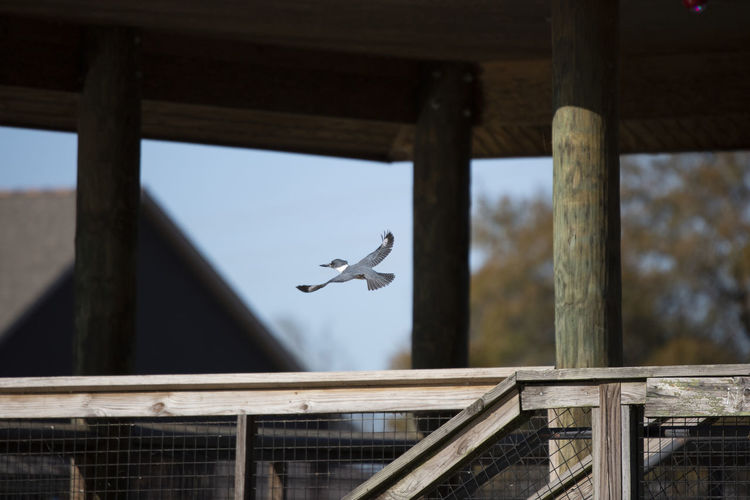 Belted kingfisher megaceryle alcyon in flight over a wooden platform