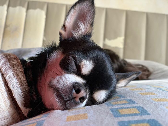 Close-up of a dog sleeping on bed at home