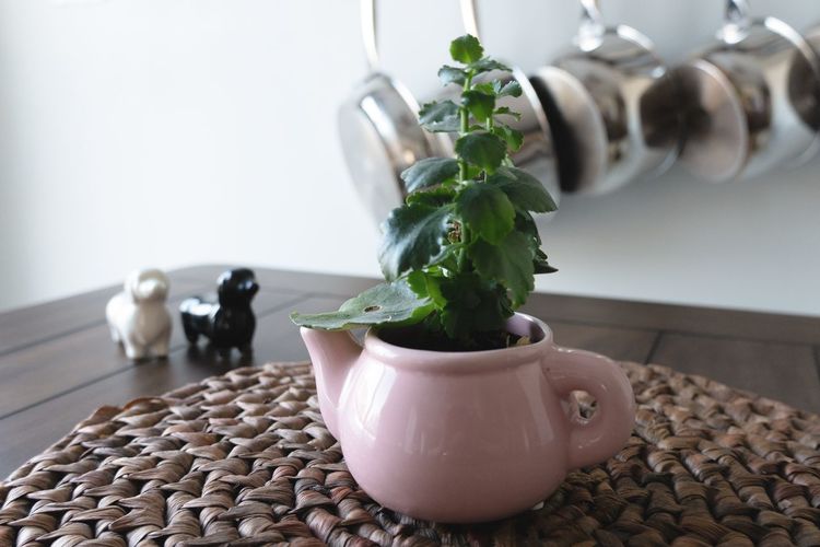 Teapot planter