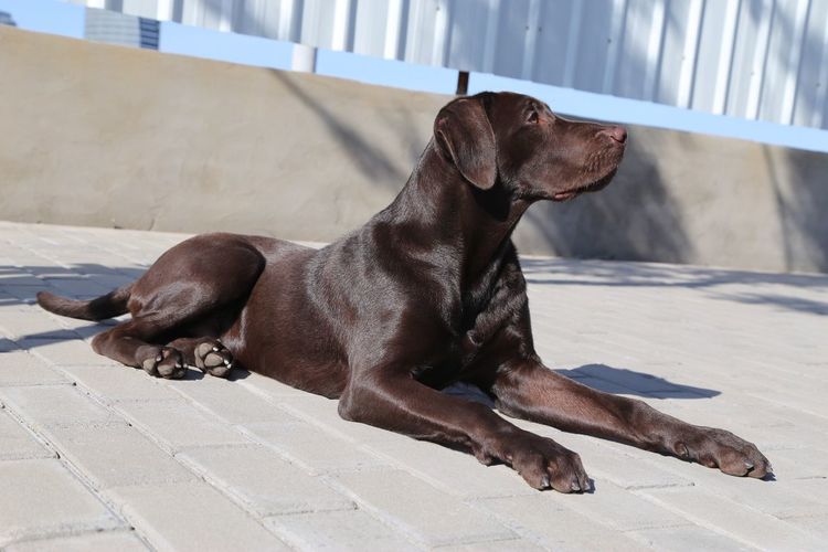 Chocolate labrador resting on sidewalk