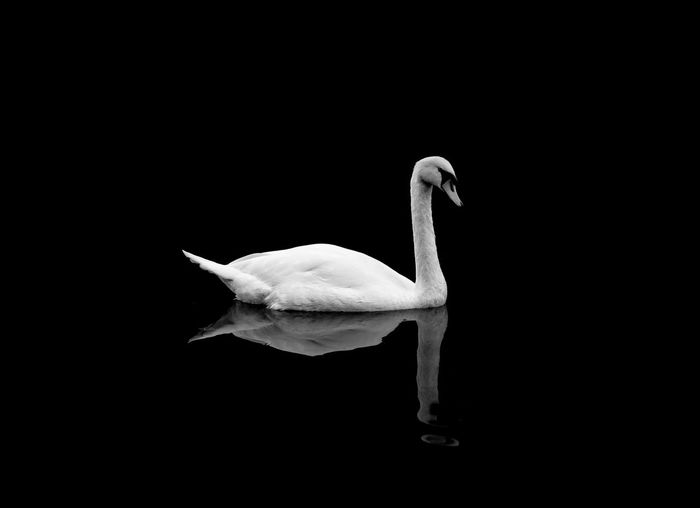 Close-up of swan swimming against black background