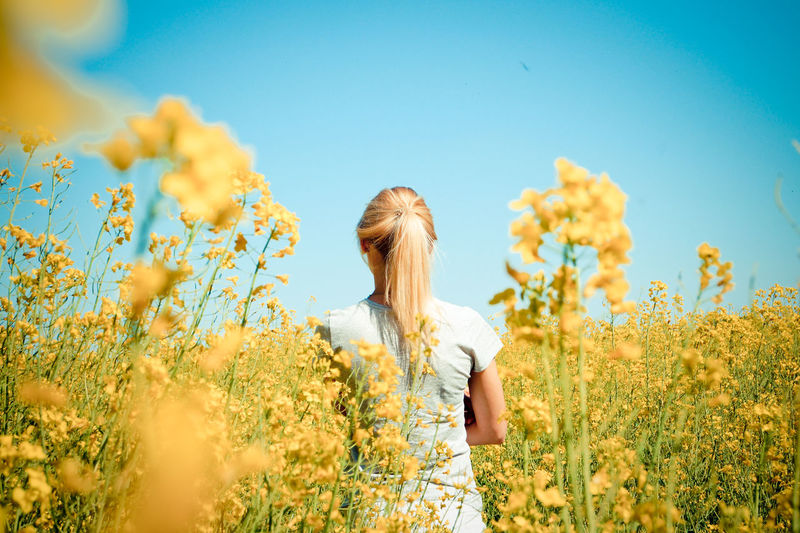 Rear view of woman standing amidst flowering field against clear blue sky