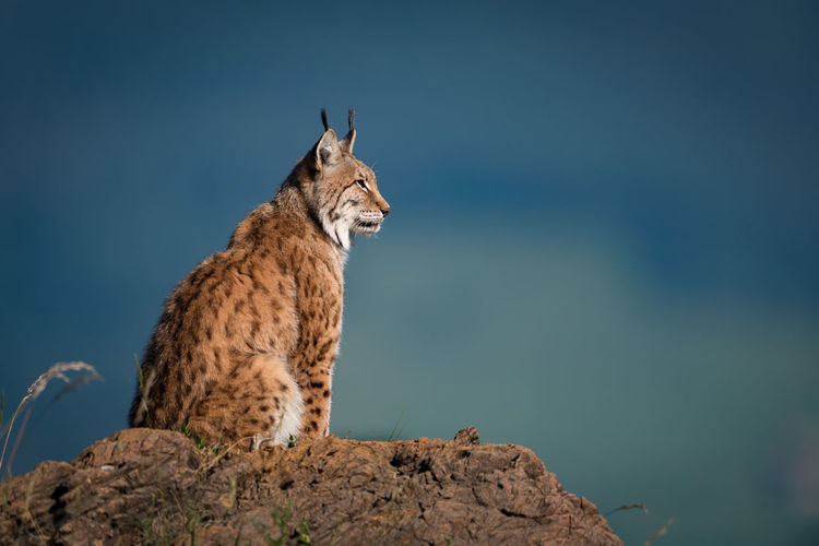 Close-up of wild cat on rock