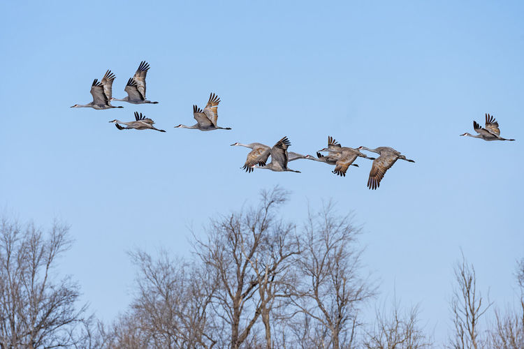 Cranes taking off above the cottonwoods near kearney, nebraska