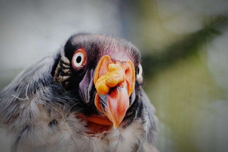 Close-up of peacock