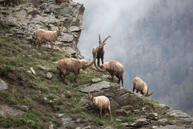 Ibexes playing on rocks 
