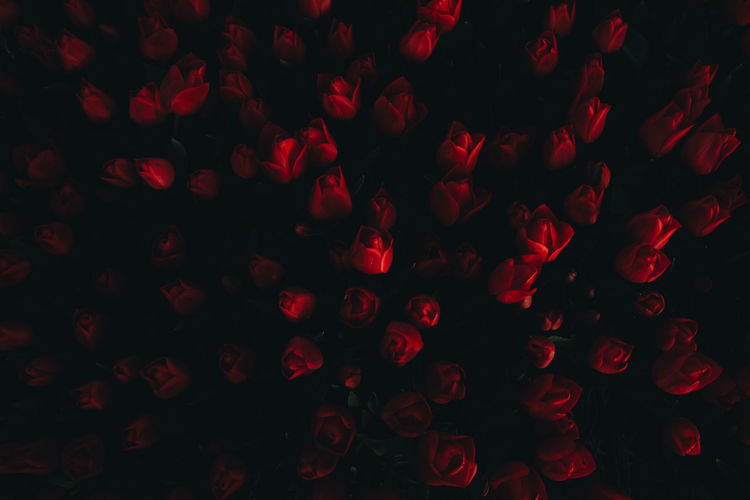 Full frame shot of red flowers against black background 