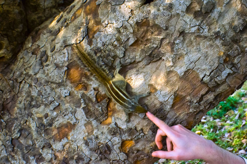 Cropped hand of man touching squirrel on tree trunk