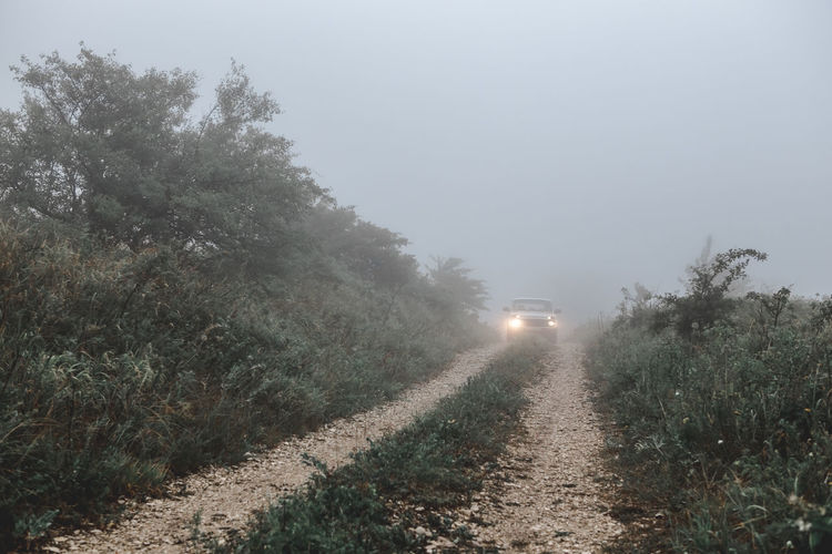 Cars on road in forest during foggy weather